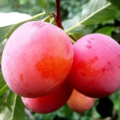 Слива КОМЕТА  Слива КОМЕТА в Смоленске