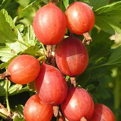 Крыжовник МАШЕКА в Смоленске