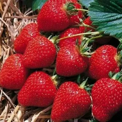 Клубника КИМБЕРЛИ в Смоленске