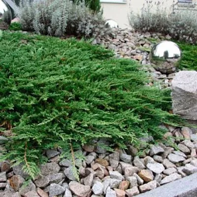 Можжевельник ПРИНЦ ОФ УЭЛЬС горизонтальный  Можжевельник ПРИНЦ ОФ УЭЛЬС горизонтальный в Смоленске