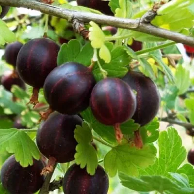 Крыжовник СЕВЕРНЫЙ КАПИТАН в Смоленске