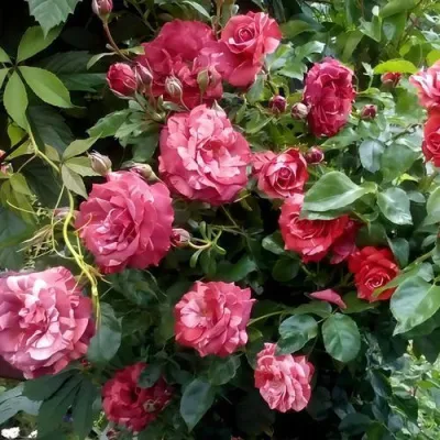 Саженцы роз БРАУНИ плетистая — описание сорта Саженцы роз БРАУНИ плетистая в Смоленске