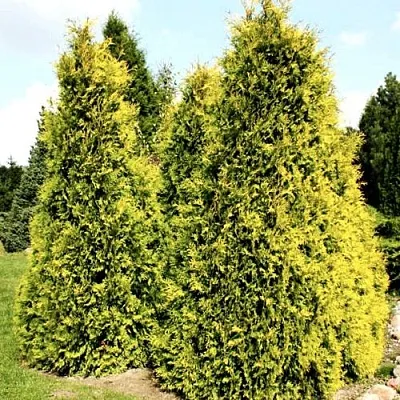 Туя САЛЛАНД западная  Туя САЛЛАНД западная в Смоленске
