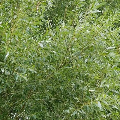 Ива ВИТЕЛЛИНА белая   Ива ВИТЕЛЛИНА белая  в Смоленске