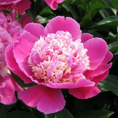 Пион КОРА СТАББС травянистый  Пион КОРА СТАББС травянистый в Смоленске