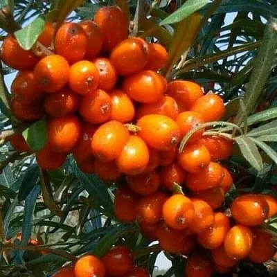 Облепиха ПЛАМЕННАЯ в Смоленске