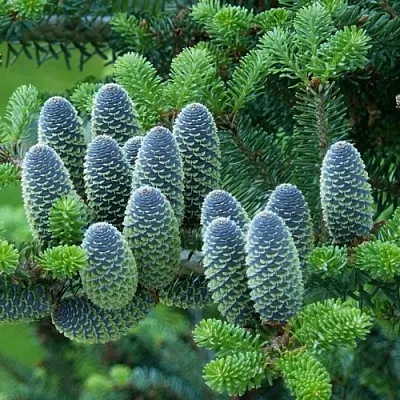 Пихта Пихта в Смоленске