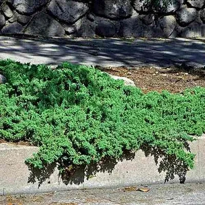 Можжевельник НАНА лежачий  Можжевельник НАНА лежачий в Смоленске