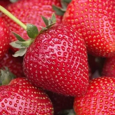 Клубника СЕЛЬВА ремонтантная в Смоленске