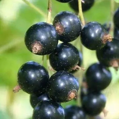 Смородина черная СТРЕЛЕЦ  Смородина черная СТРЕЛЕЦ в Смоленске