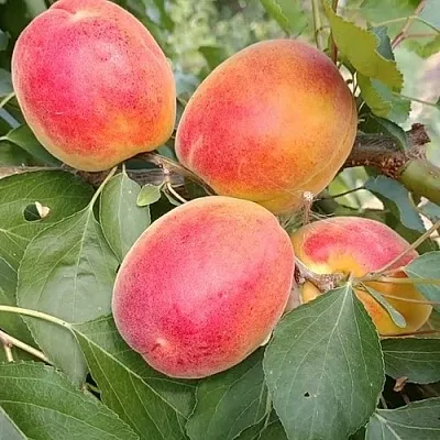 Абрикос ОСОБЕННЫЙ ДЕНИСЮКА  Абрикос ОСОБЕННЫЙ ДЕНИСЮКА в Смоленске