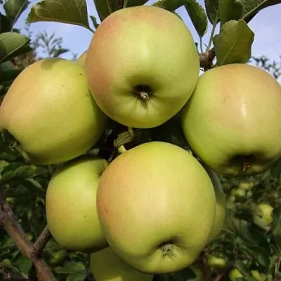 Яблоня СКИФСКОЕ ЗОЛОТО  Яблоня СКИФСКОЕ ЗОЛОТО в Смоленске