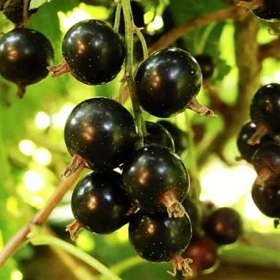 Смородина чёрная НАРА  Смородина чёрная НАРА в Смоленске