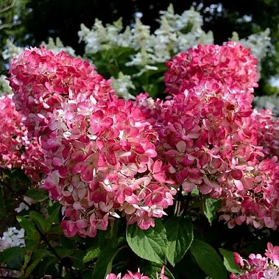 Гортензия ПИНК ДАЙМОНД метельчатая в Смоленске