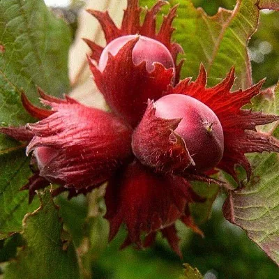 Фундук в Смоленске