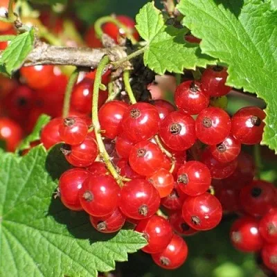 Смородина красная РАЧКОВСКАЯ  Смородина красная РАЧКОВСКАЯ в Смоленске