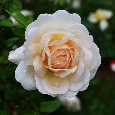 Саженцы роз КРОКУС РОУЗ английская в Смоленске