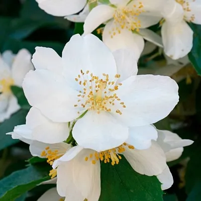 Жасмин ЮСТИНКА  Жасмин ЮСТИНКА в Смоленске