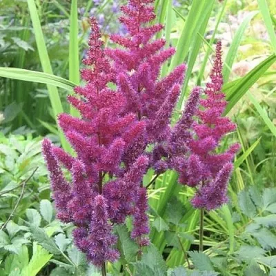 Астильба КАРАОКЕ ПАРТИ китайская  Астильба КАРАОКЕ ПАРТИ китайская в Смоленске