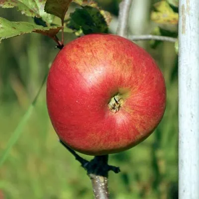 Яблоня ДЫЯМЕНТ в Смоленске