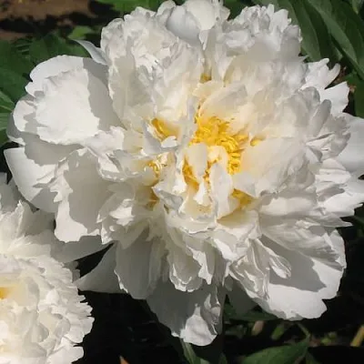 Пион БОУЛ ОФ КРИМ травянистый  Пион БОУЛ ОФ КРИМ травянистый в Смоленске