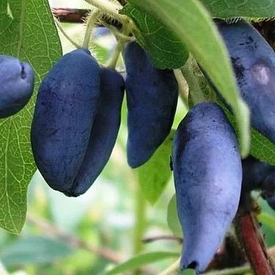 Жимолость съедобная в Смоленске