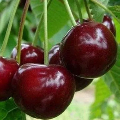 Вишня МИЛАВИЦА  Вишня МИЛАВИЦА в Смоленске