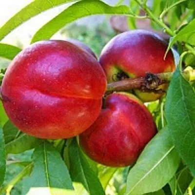 Нектарин в Смоленске