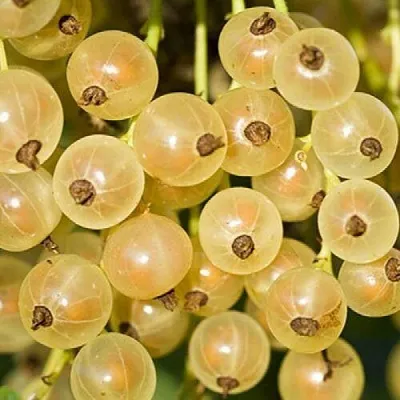 Смородина белая СМОЛЬЯНИНОВСКАЯ  Смородина белая СМОЛЬЯНИНОВСКАЯ в Смоленске