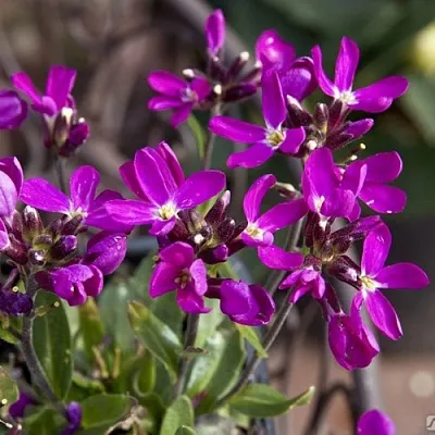 Арабис РОУЗ делайт  Арабис РОУЗ делайт в Смоленске