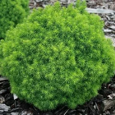 Ель АЛЬБЕРТА ГЛОБ сизая в Смоленске