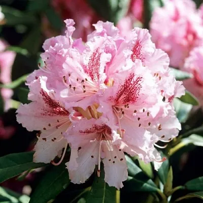 Рододендрон ЧИР в Смоленске