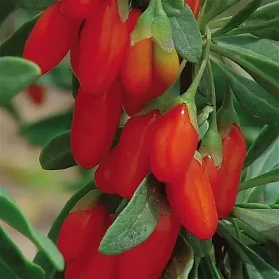 Годжи ВЯЧЕСЛАВ  Годжи ВЯЧЕСЛАВ в Смоленске