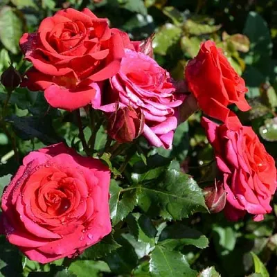 Саженцы роз МИРАБЕЛЬ спрей в Смоленске