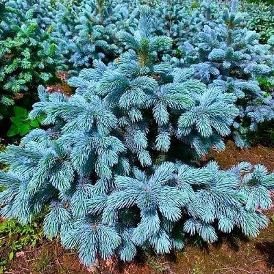 Ель СУПЕР БЛЮ СИДЛИНГ колючая в Смоленске