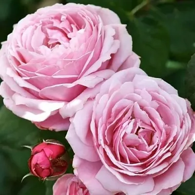 Саженцы роз ДИТЕР МЮЛЛЕР шраб в Смоленске