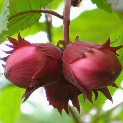 Фундук АЙВЕНГО в Смоленске