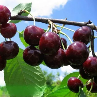 Дюк ЧУДО-ВИШНЯ в Смоленске