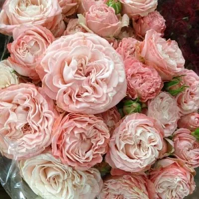 Саженцы роз МАДАМ БОМБАСТИК спрей  Саженцы роз МАДАМ БОМБАСТИК спрей в Смоленске