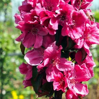 Яблоня МАЛИНОВОЕ ОЖЕРЕЛЬЕ колонновидная в Смоленске