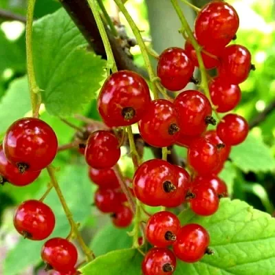 Смородина красная КОРАЛЛОВАЯ в Смоленске