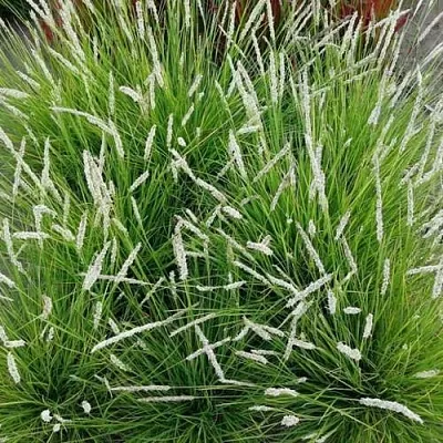 Сейслерия ОСЕННЯЯ  Сейслерия ОСЕННЯЯ в Смоленске