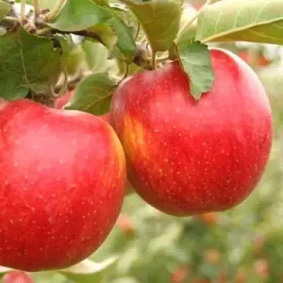 Яблоня ДЖОНАГОЛД  Яблоня ДЖОНАГОЛД в Смоленске