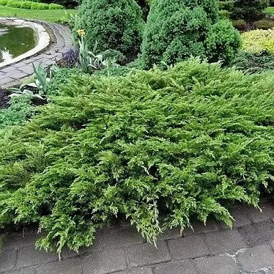 Можжевельник РОКЕРИ ДЖЕМ казацкий  Можжевельник РОКЕРИ ДЖЕМ казацкий в Смоленске