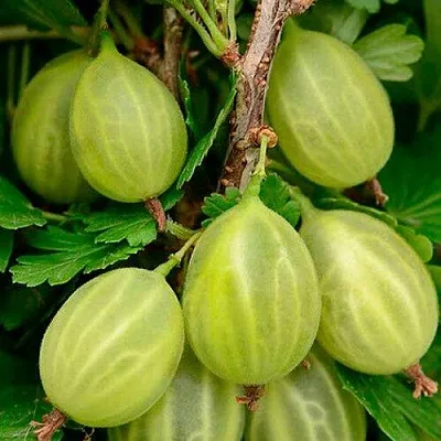 Крыжовник УРАЛЬСКИЙ ИЗУМРУД в Смоленске