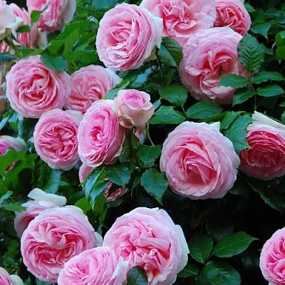 Саженцы роз ПЬЕР ДЕ РОНСАР плетистая  Саженцы роз ПЬЕР ДЕ РОНСАР плетистая в Смоленске