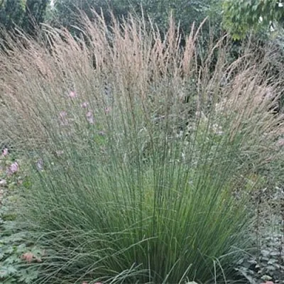 Молиния ХАЙДЕБРАУТ голубая  Молиния ХАЙДЕБРАУТ голубая в Смоленске