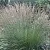 Молиния ХАЙДЕБРАУТ голубая в Смоленске