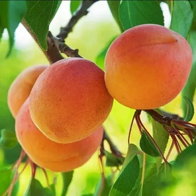 Абрикос ДЕБЮТ в Смоленске