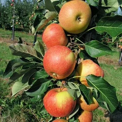 Яблоня ВОСТОРГ колонновидная в Смоленске
